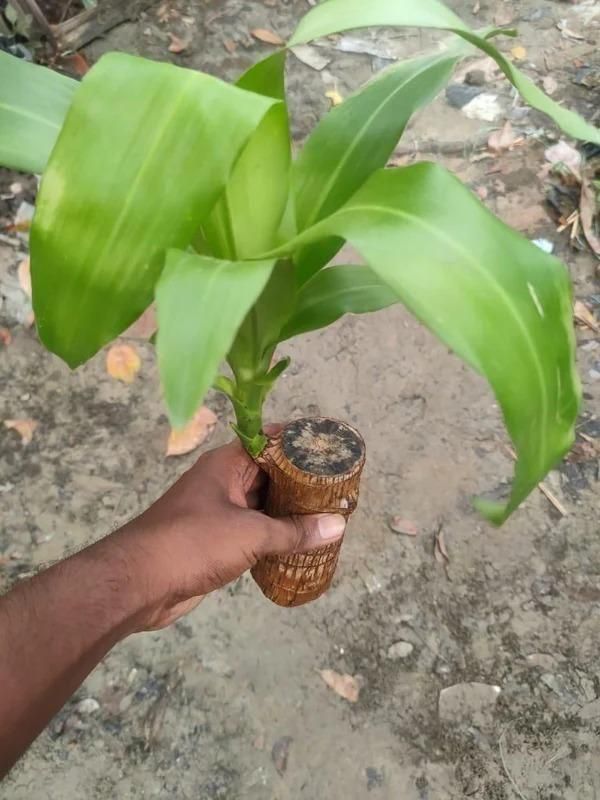 Brazilian Lucky Wood Mini Home Plant