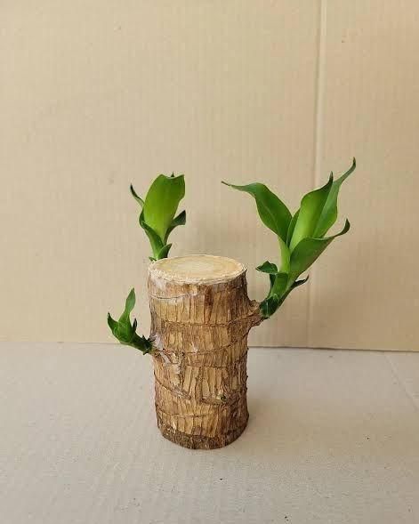 Brazilian Lucky Wood Mini Home Plant