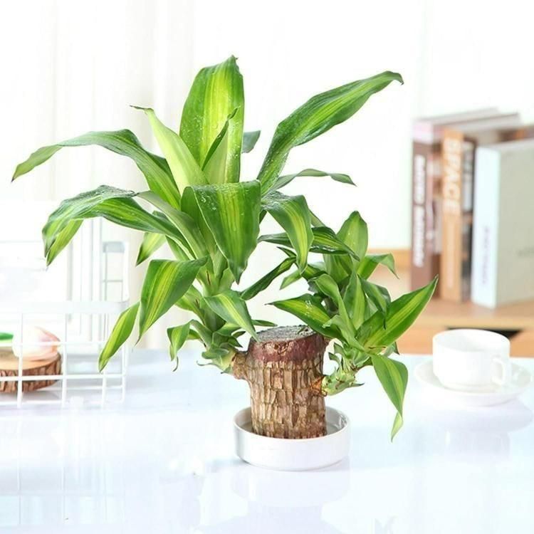 Brazilian Lucky Wood Mini Home Plant